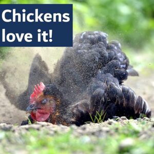 Chickie-Whiz Chicken Dust Bath